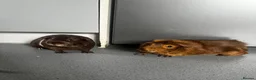 Guinea Pig rodents for sale: Two male guinea pigs in Stevenage - Advert 1