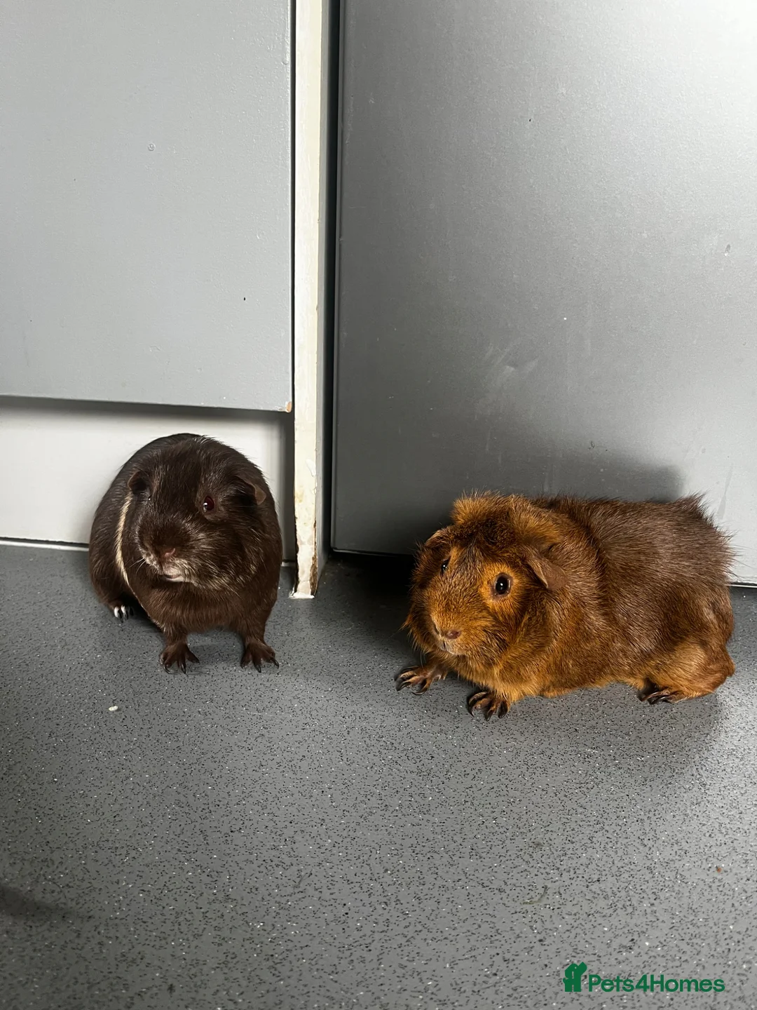 Guinea Pig rodents for sale: Two male guinea pigs in Stevenage - Advert 1