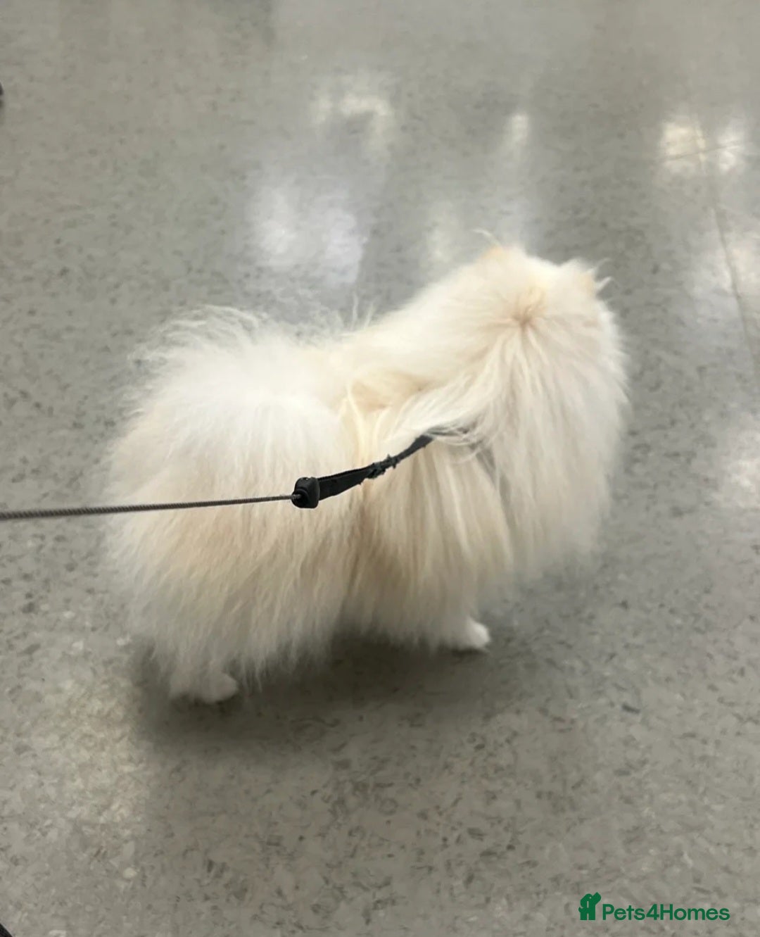 Pomeranian dogs 👑 SUSHI – EXCLUSIVE MICRO WHITE POMERANIAN STUD👑 - Advert 15