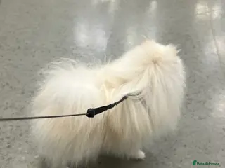 Pomeranian dogs 👑 SUSHI – EXCLUSIVE MICRO WHITE POMERANIAN STUD👑 - Advert 1