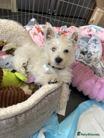 West Highland Terrier dogs - Advert 2