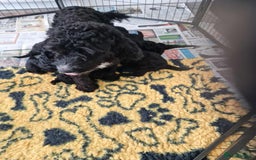 Cockapoo dogs for sale: 5 STAR FULLY DNA HEALTH TESTED F1B COCKAPOOS - Image 3