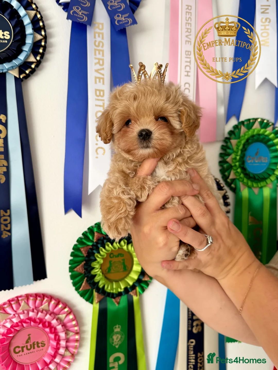 Maltipoo dogs for sale: Last Adorable maltipoo puppy ready now Asian dad - Advert 2