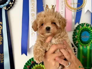 Maltipoo dogs Tiny Maltipoo puppies- Asian dad - Advert 12