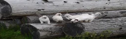 Siamese cats for sale: Adorable Siamese Kittens in Inverness - Advert 11