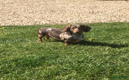 Miniature Dachshund dogs for sale: Miniature dachshund puppies  - Image 6