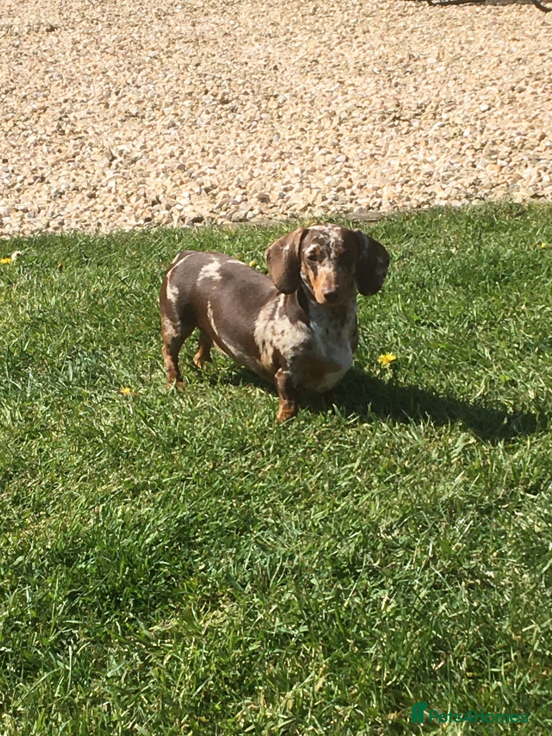 Miniature Dachshund dogs for sale: Miniature dachshund puppies  - Image 6