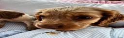 Cocker Spaniel dogs for sale: Show type cocker boys  in Daventry - Advert 17