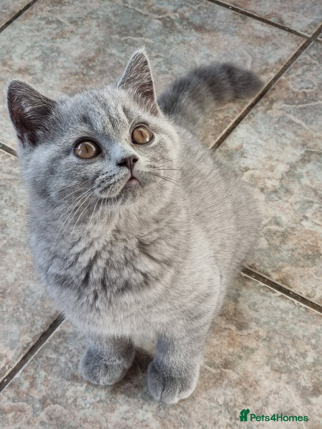 British Shorthair cats for sale: British Shorthair kittens.  - Image 8