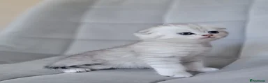 Scottish Fold 3