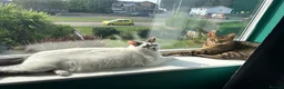 Mixed Breed cats for sale: Urgent rehoming needed  - Advert 6