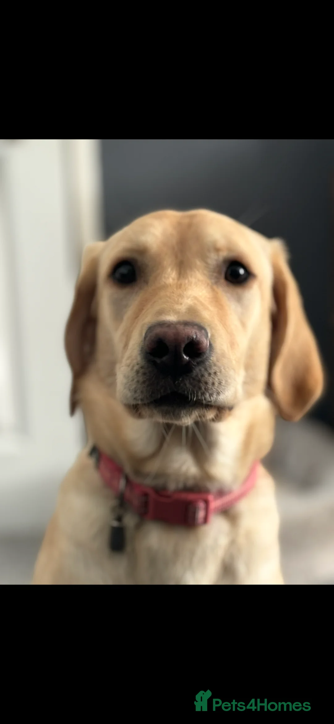 Labrador Retriever dogs for sale: Gorgeous Lab pups - Waiting List Open - Advert 6