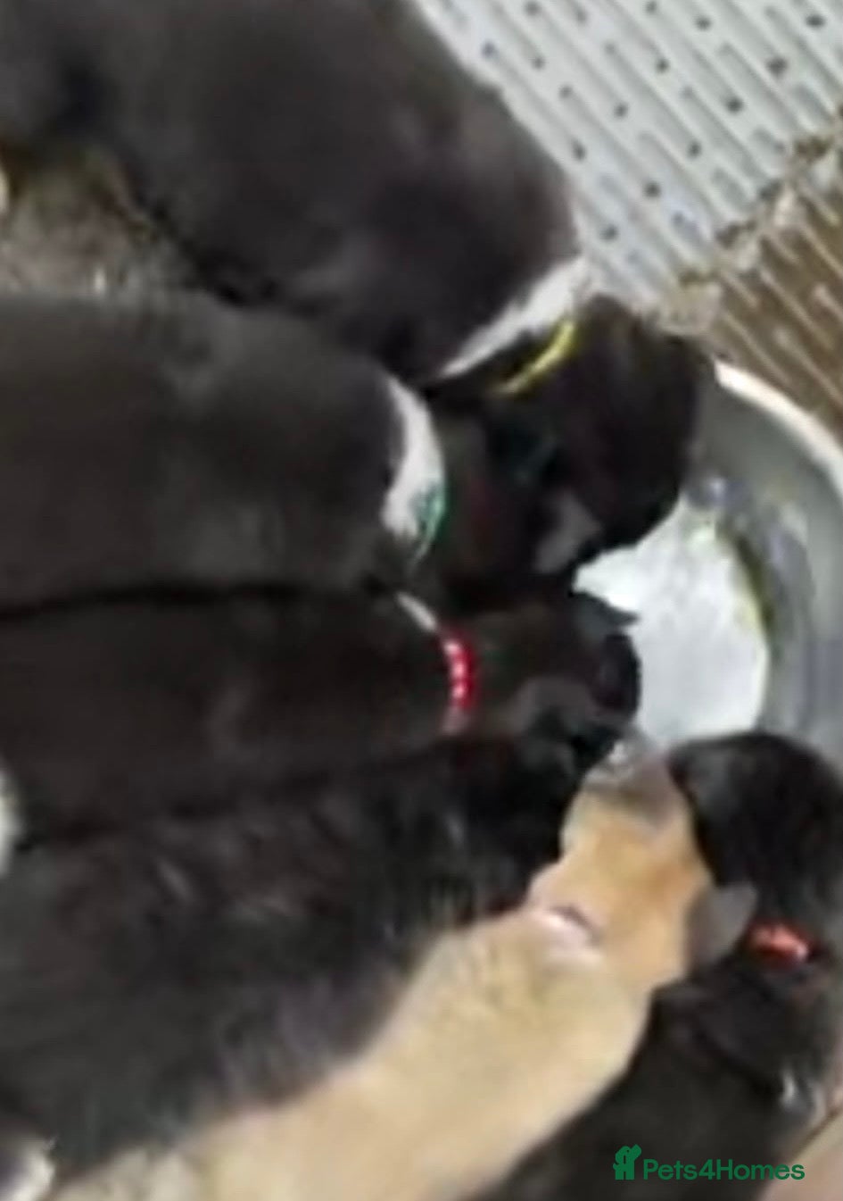 Akita dogs Amazing bundles of joy looking for Forever Homes - Advert 2