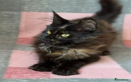 Maine Coon cats for sale: European Blood Lines GCCF Reg Main Coon Kittens  - Image 10