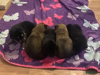 Pomsky dogs Pomsky pups in Huddersfield - Advert 12