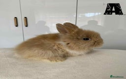 Lionhead rabbits for sale: Pure Breed Fluffy Double Mained Lionhead Kits - Image 2