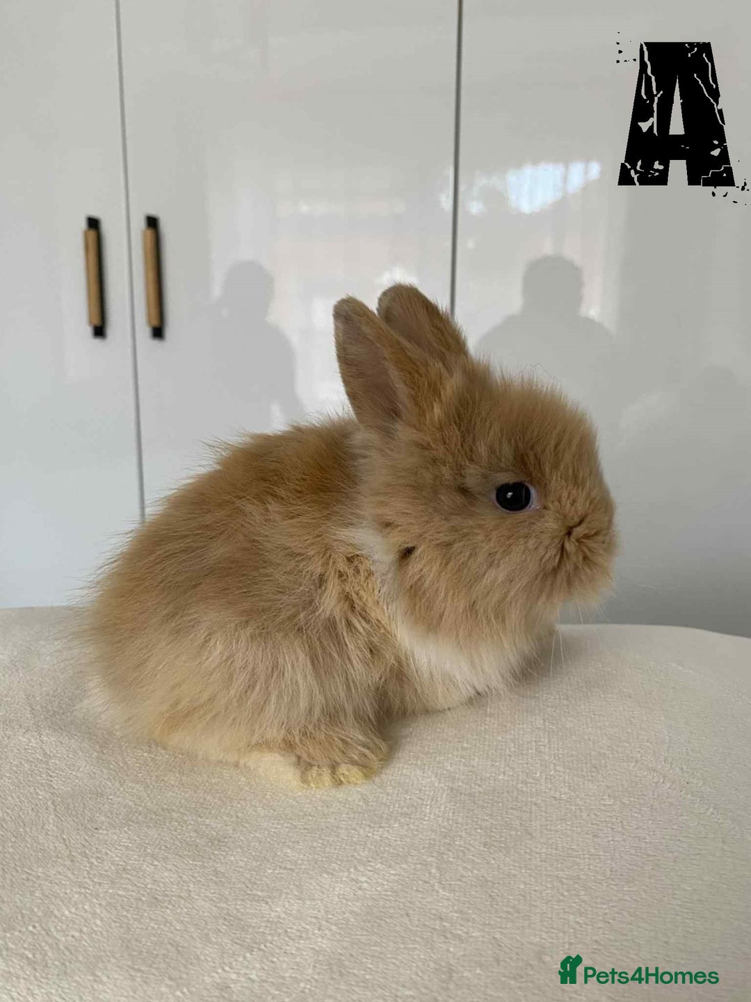 Lionhead rabbits for sale: Pure Breed Fluffy Double Mained Lionhead Kits - Image 2