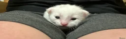 Mixed Breed cats for sale: Kittens - Advert 6