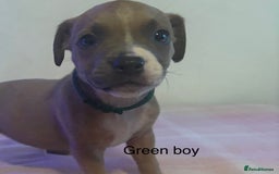 Staffordshire Bull Terrier dogs for sale: Beautiful coloured staffies - Image 11