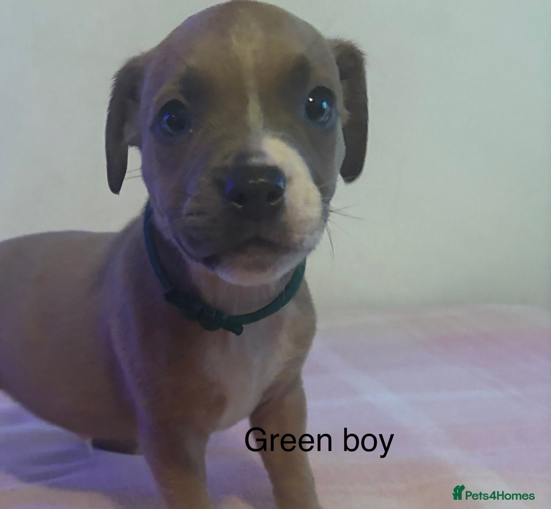 Staffordshire Bull Terrier dogs for sale: Beautiful coloured staffies - Image 11