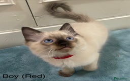 Ragdoll cats for sale: 4 x Pure beautiful ragdoll kittens for sale.  - Image 4