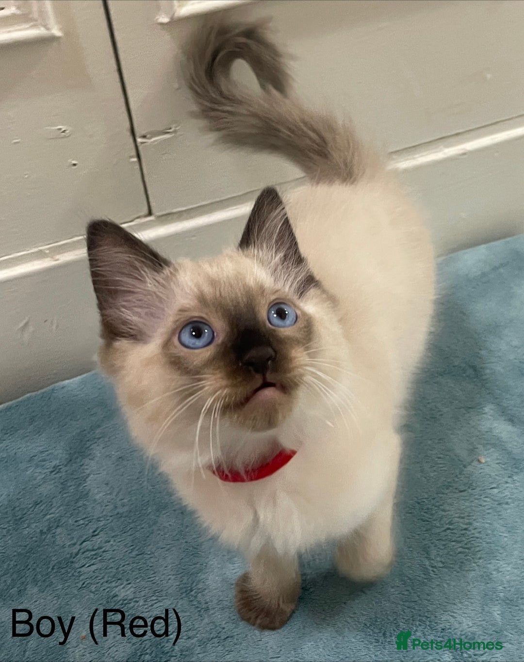 Ragdoll cats for sale: 4 x Pure beautiful ragdoll kittens for sale.  - Image 4