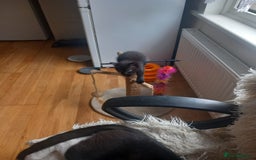 Mixed Breed cats for sale: 4 baby kittens for sale  - Image 8