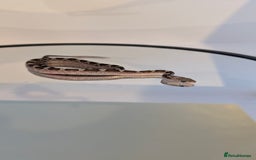 Corn Snake reptiles for sale: Pied Babies for sale - Image 2