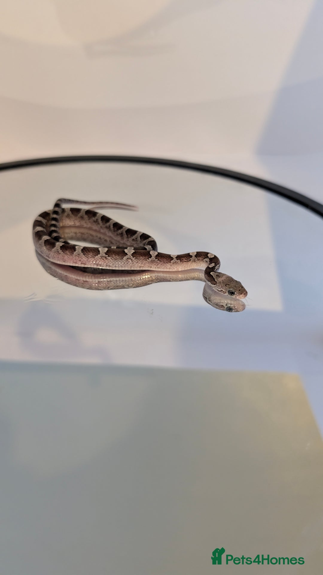 Corn Snake reptiles for sale: Pied Babies for sale - Image 2