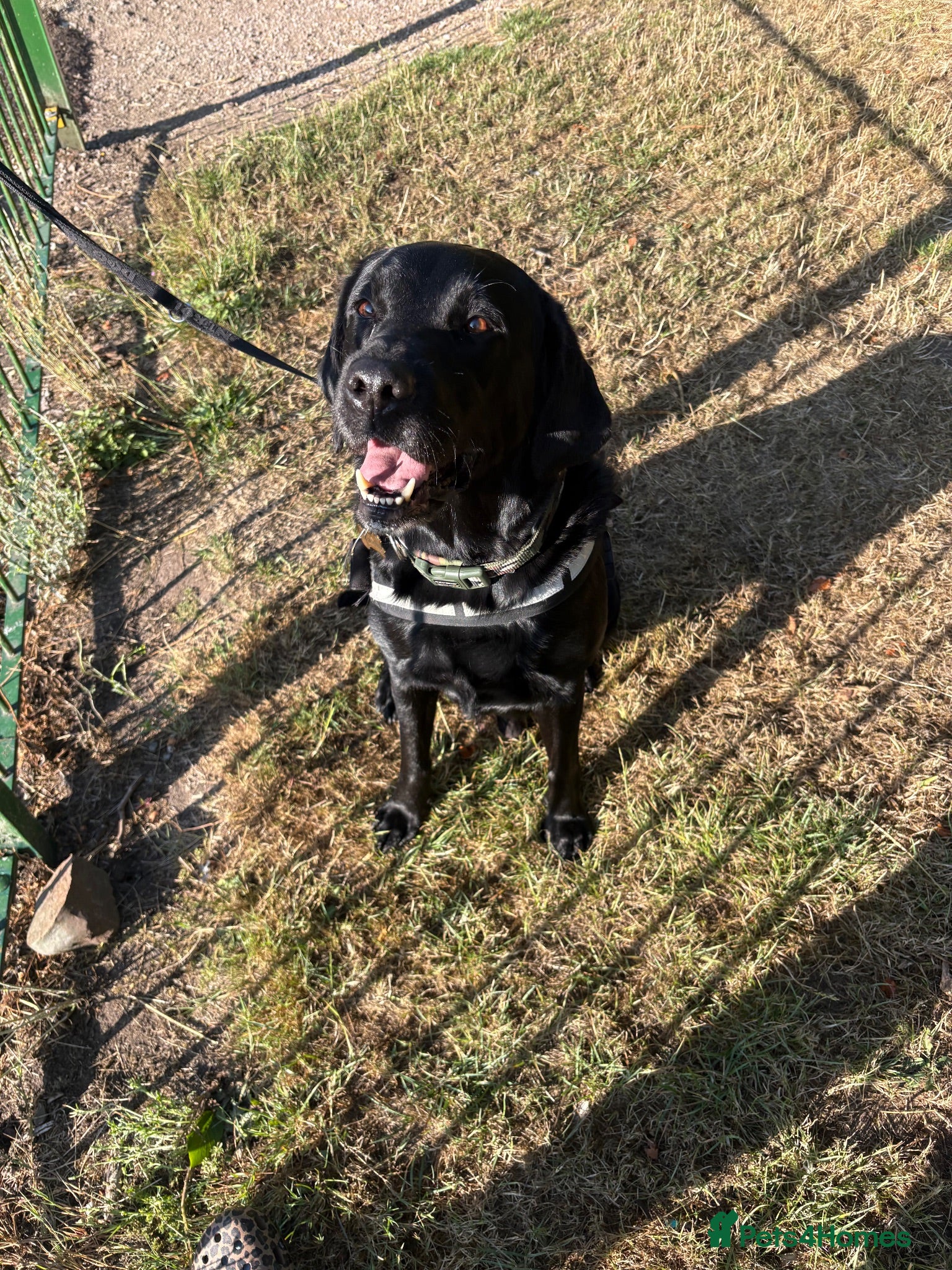 Labrador Retriever dogs Beautiful 8-Year-Old Labrador  - Advert 1