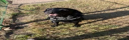 Labrador Retriever dogs for sale: Beautiful 8-Year-Old Labrador  - Advert 1