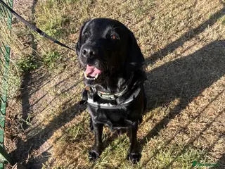 Labrador Retriever dogs Beautiful 8-Year-Old Labrador - no rehome fee - Advert 2