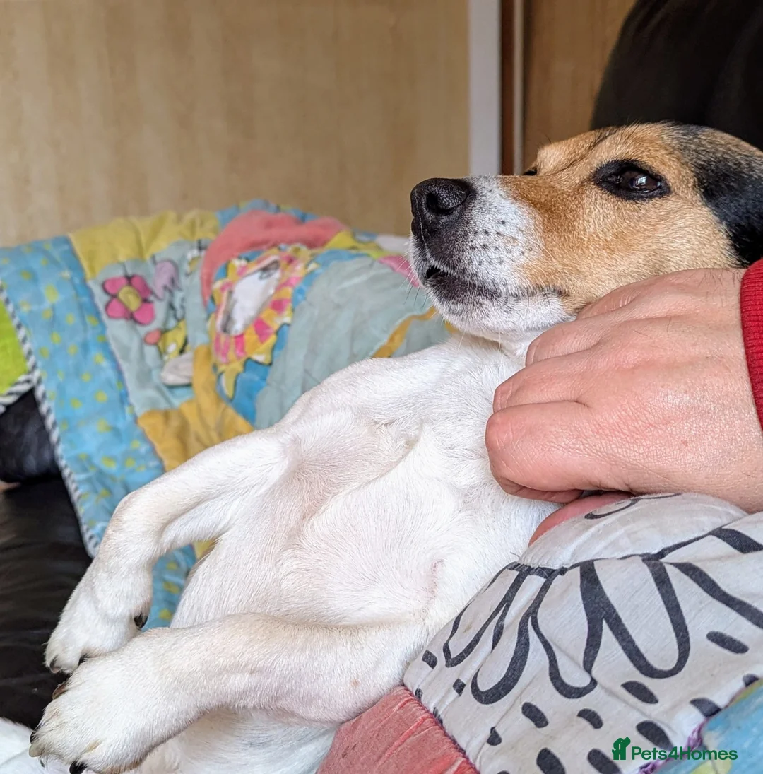 Jack Chi dogs for sale: Jack-Chi pups for sale. in Carmarthen - Advert 10