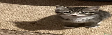 Mixed Breed Kitten 2