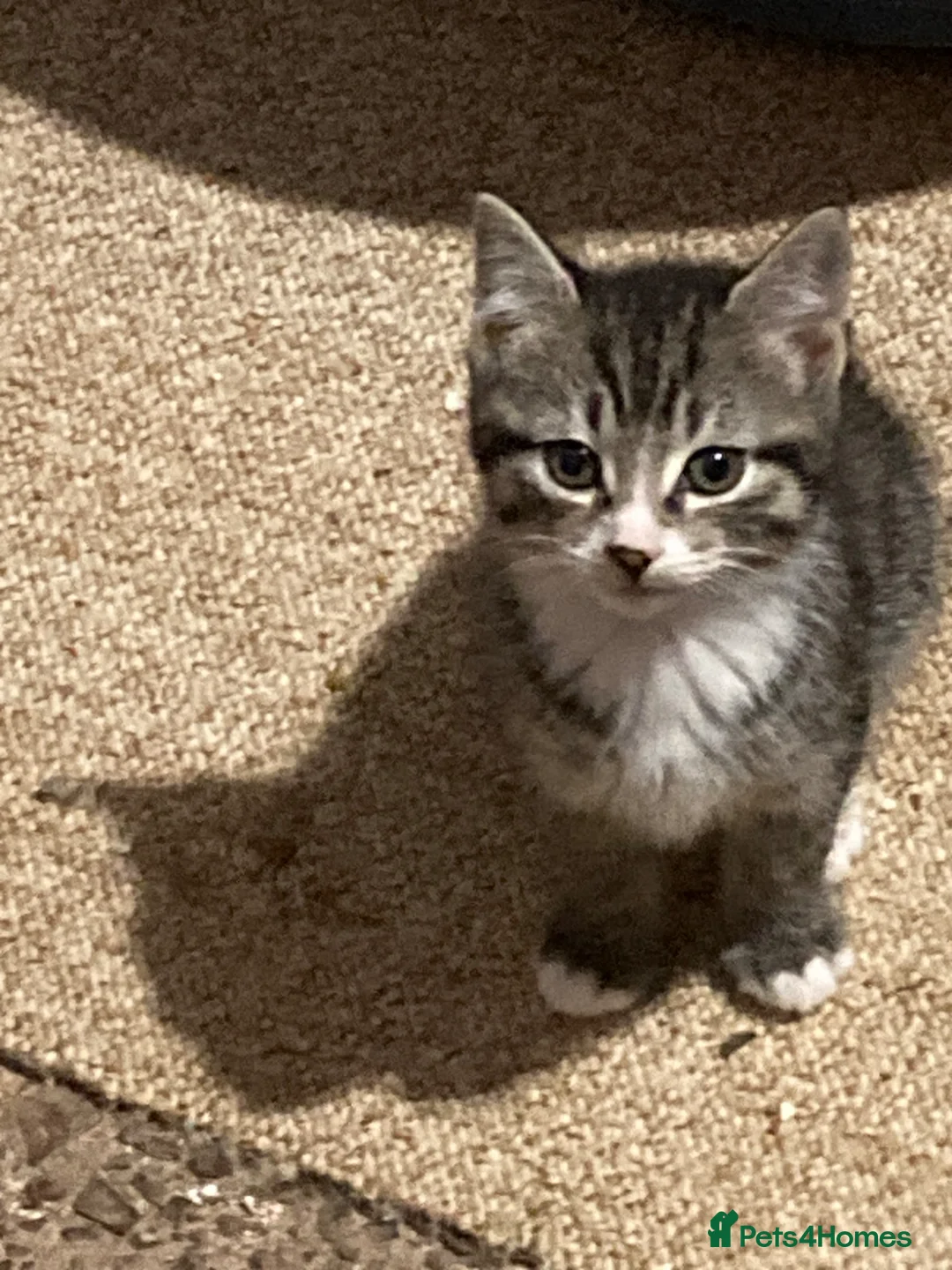 Mixed Breed cats for sale: 4 playful kittens for sale - Advert 6
