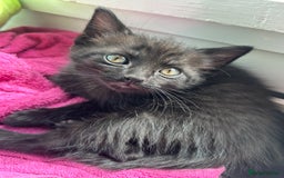Ragdoll cats for sale: Ragdoll x Russian white kittens  - Image 12