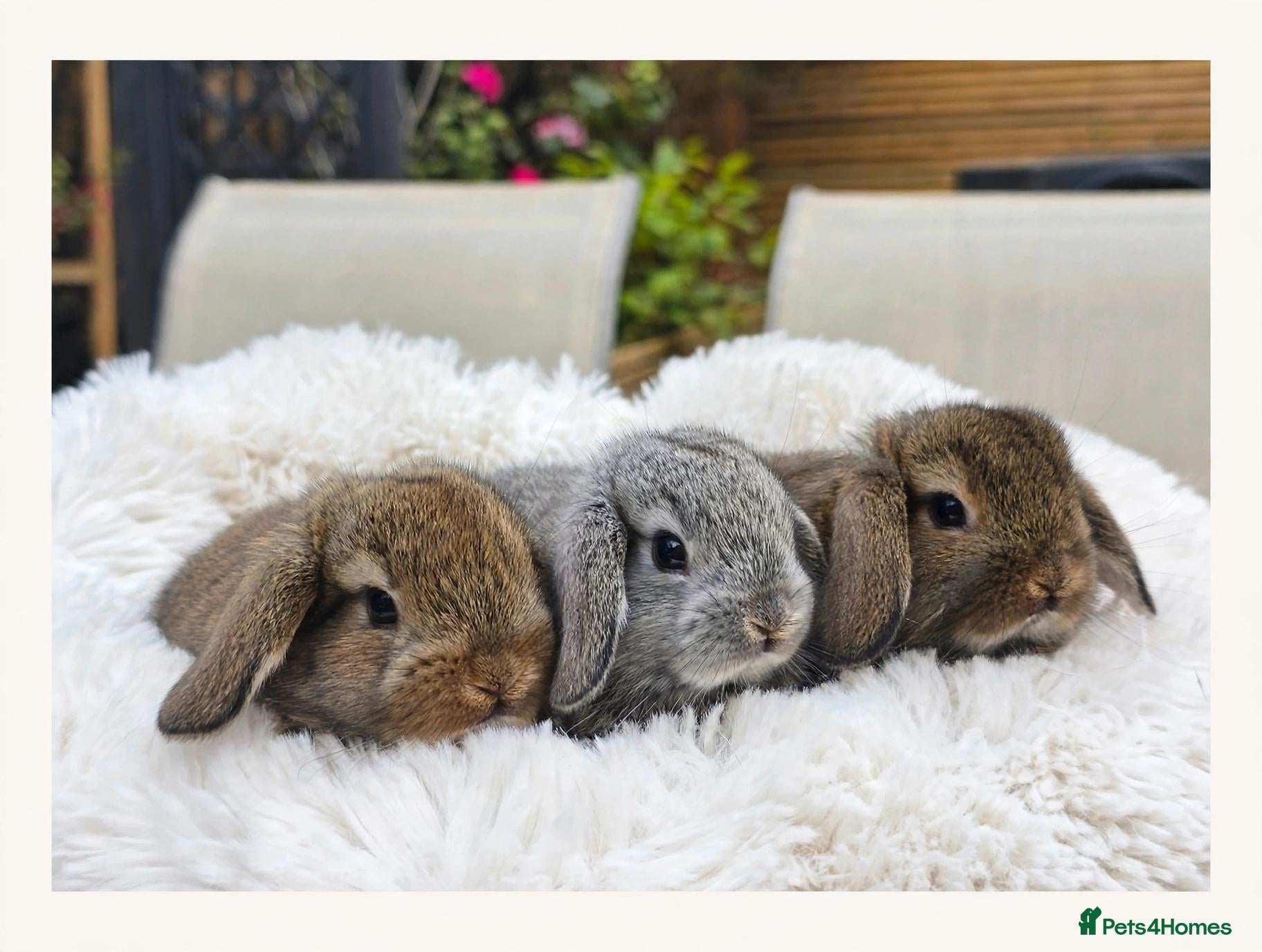 Mini Lion Lop rabbits Ready 23rd October  - Advert 1
