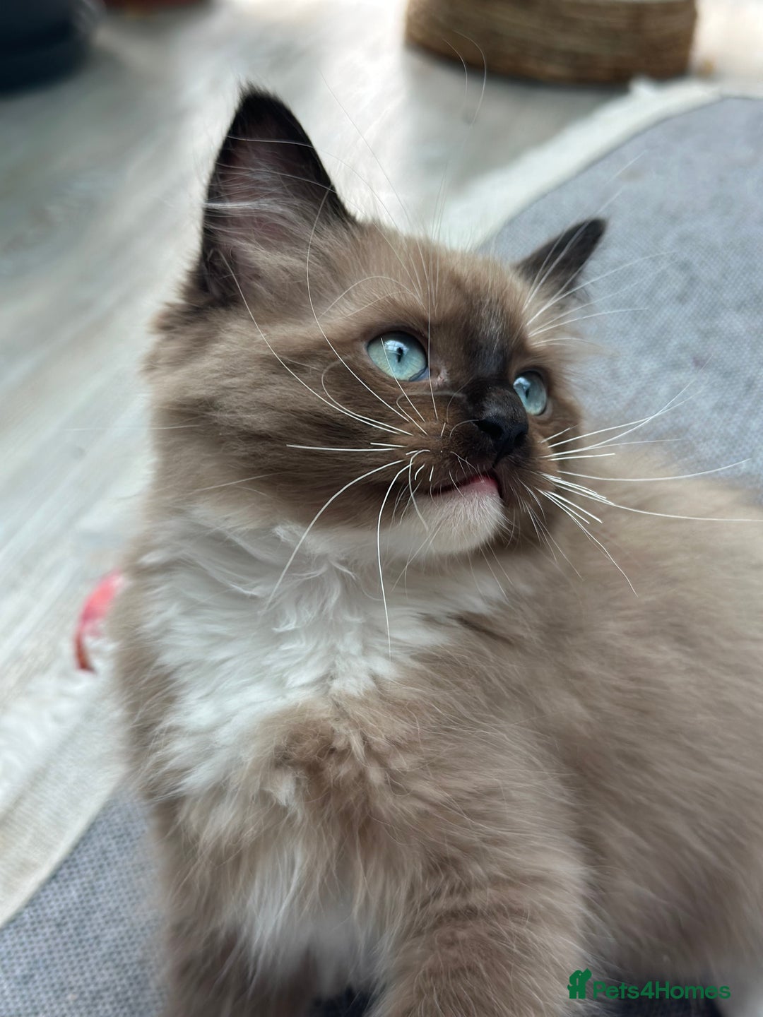 Ragdoll cats for sale: Rare European Chunky ragdolls - Image 8