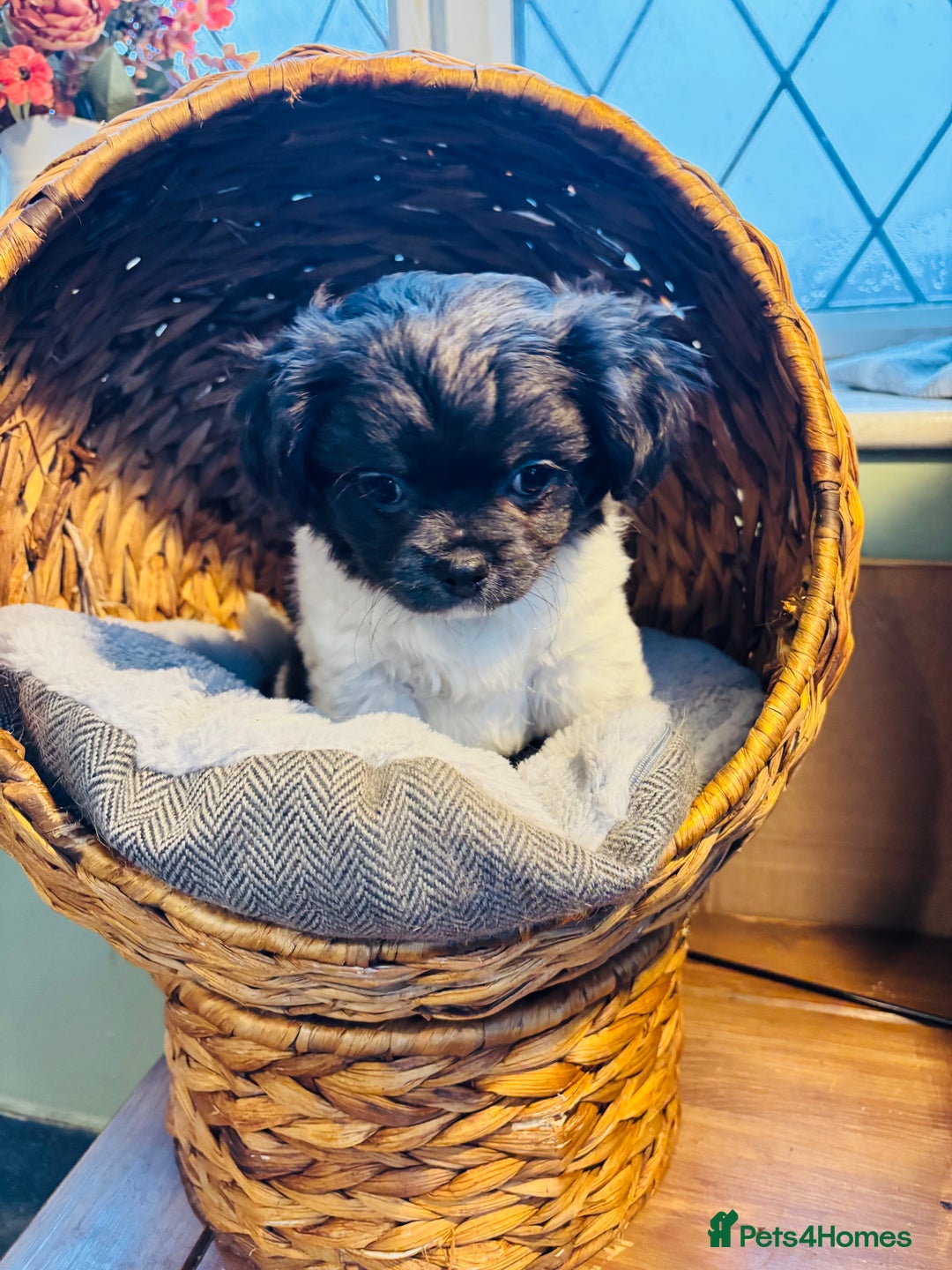 Chihuahua dogs for sale: Apple head blue white party boy puppy  - Advert 9