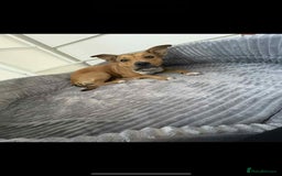 Mixed Breed dogs for sale:  **   - Image 2