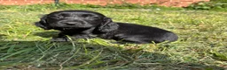 Cocker Spaniel dogs for sale: 5 beautiful cocker spaniel pups  - Advert 3