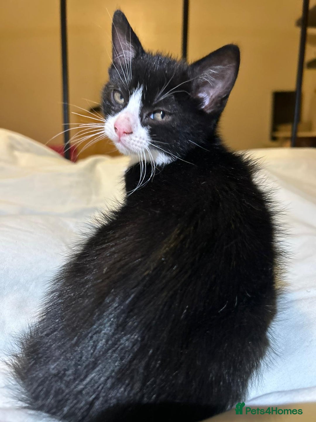 Russian Blue cats for sale: Russian blue kittens  - Advert 7