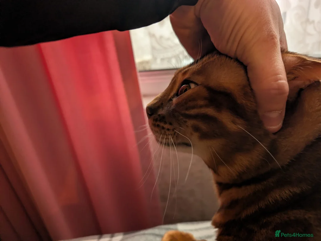 Bengal cats for sale: Clouded Bengal active male 4 years old.  - Advert 5