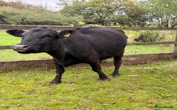 Cows & Bulls livestock for sale: Dexter 1 Bull and two cows for sale - Image 3