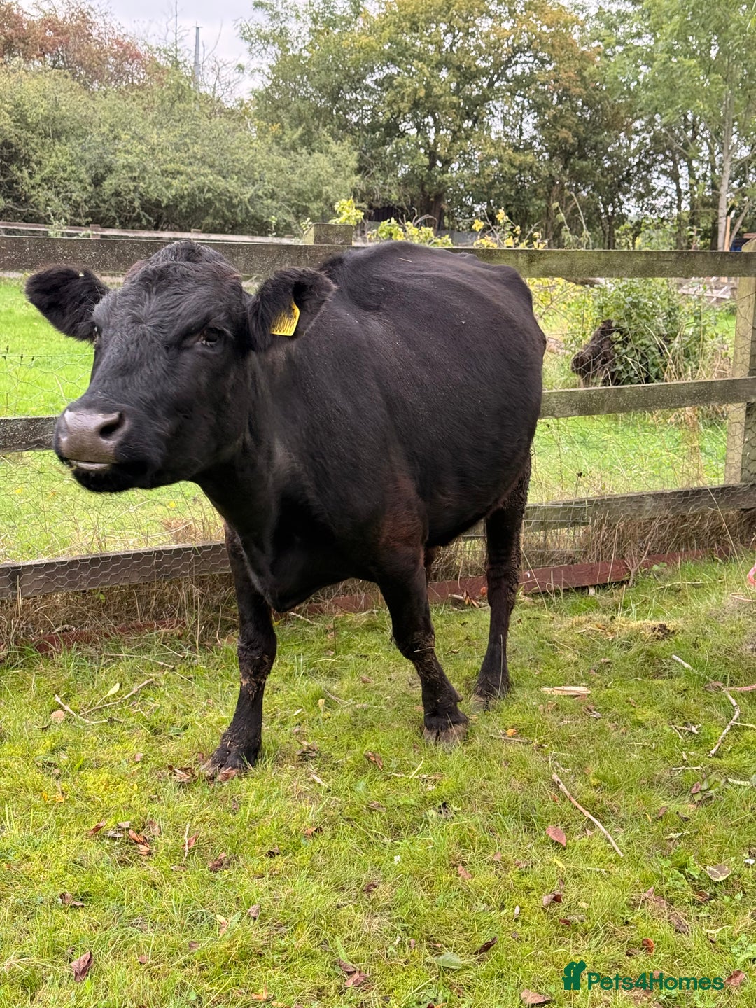Cows & Bulls livestock for sale: Dexter 1 Bull and two cows for sale - Image 3