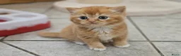 British Shorthair cats for sale: Adorable Kittens Ready For Reservation  in Leamington Spa - Advert 8