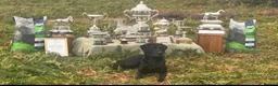 Labrador Retriever dogs for sale: 7 KC lab pups out of a FTCH - Advert 3