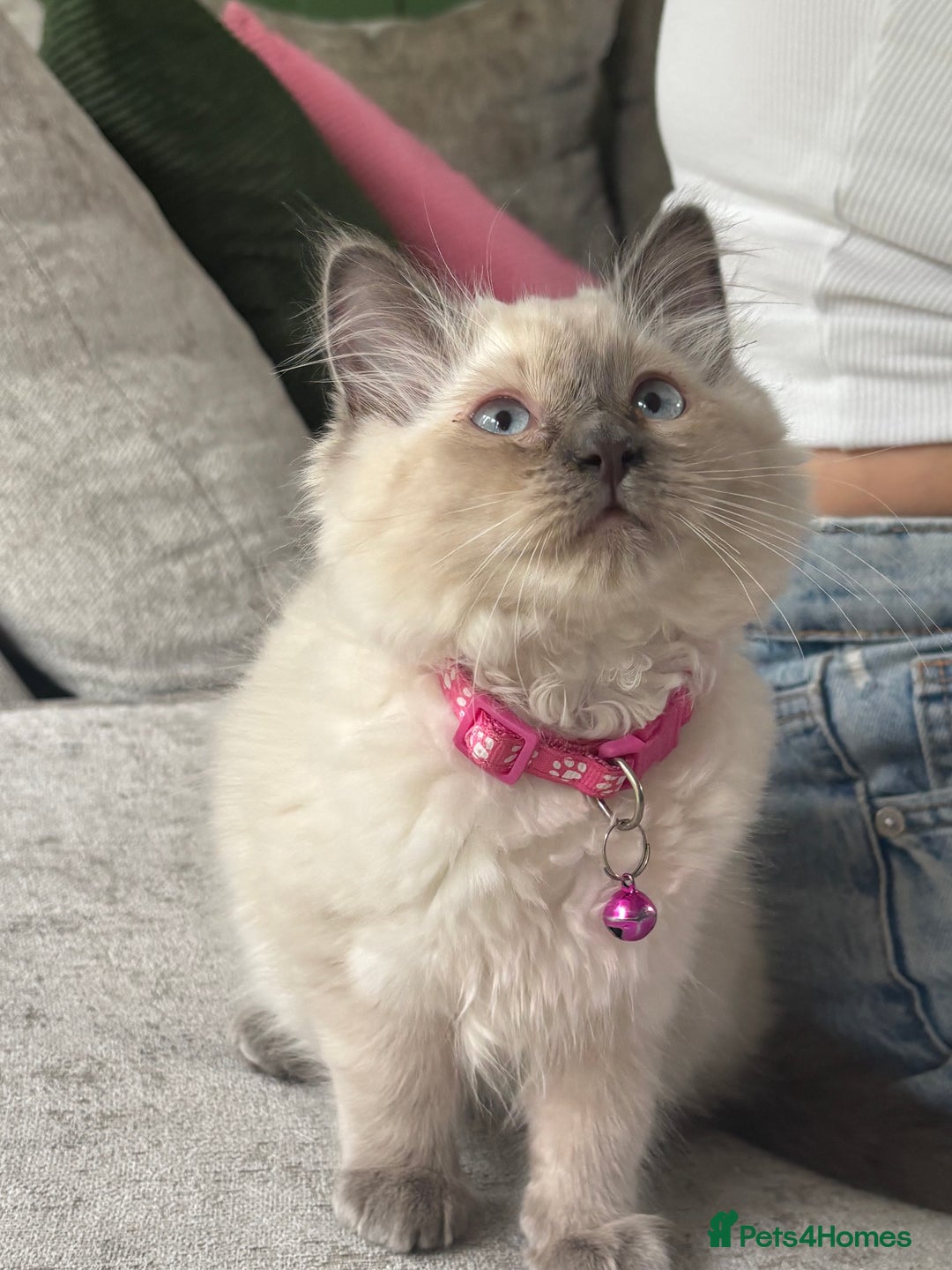 Ragdoll cats for sale: Dutches 9 month old  - Advert 3