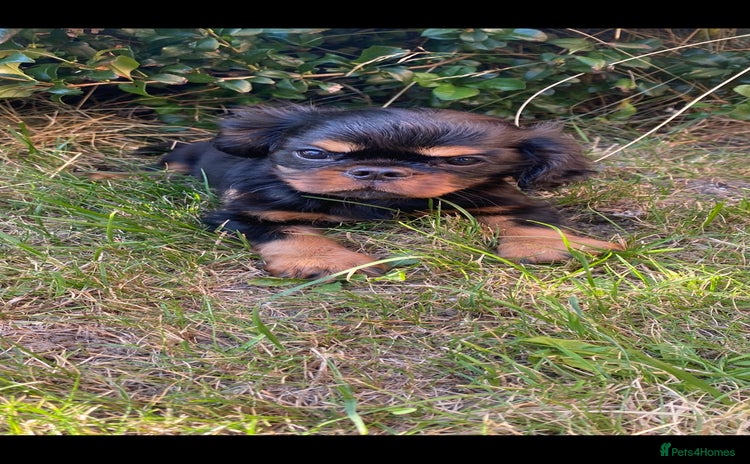 King Charles Spaniel dogs - Advert 1