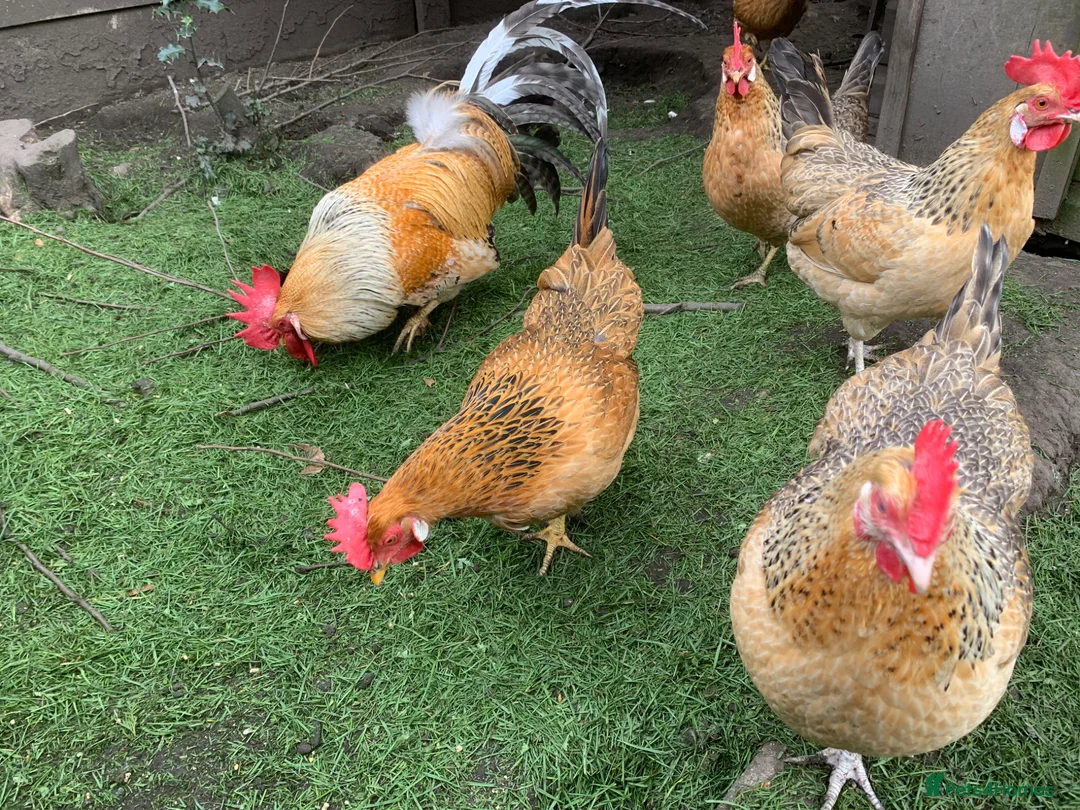 Chickens poultry for sale: Leghorn cross  - Advert 2